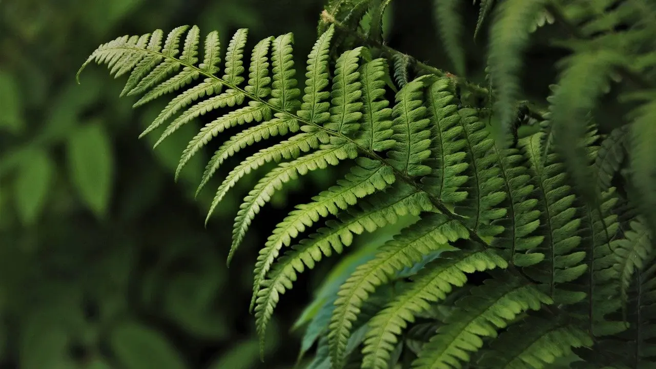 polypodium leucotomos skin cancer