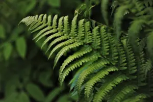polypodium leucotomos skin cancer