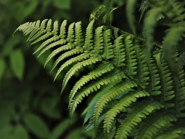 Polypodium Leucotomos and Skin Cancer Protection