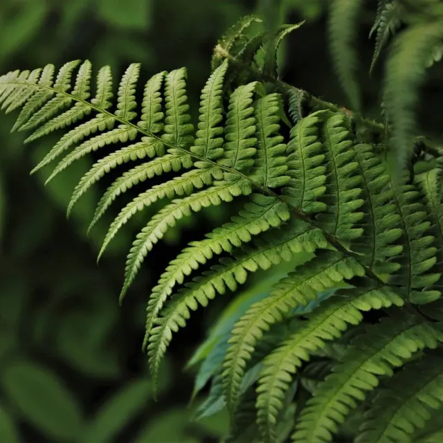 Polypodium Leucotomos and Skin Cancer Protection