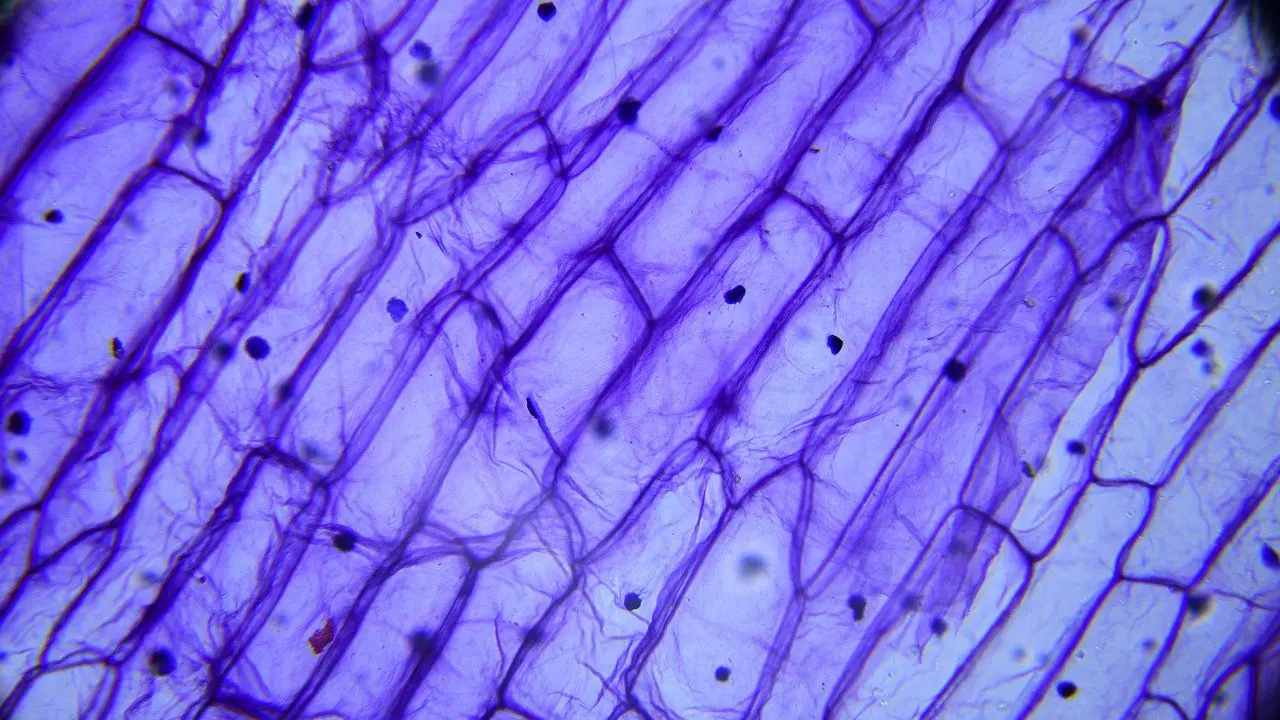 how inflammation causes cancer