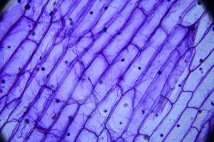 how inflammation causes cancer