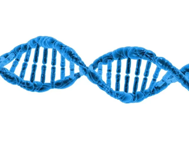 Telomeres and Aging: What Shortens Them and Lifestyle Effects