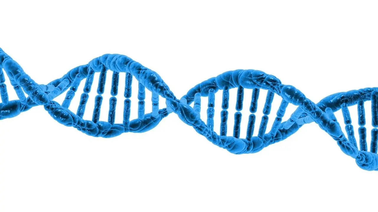 telomeres and aging
