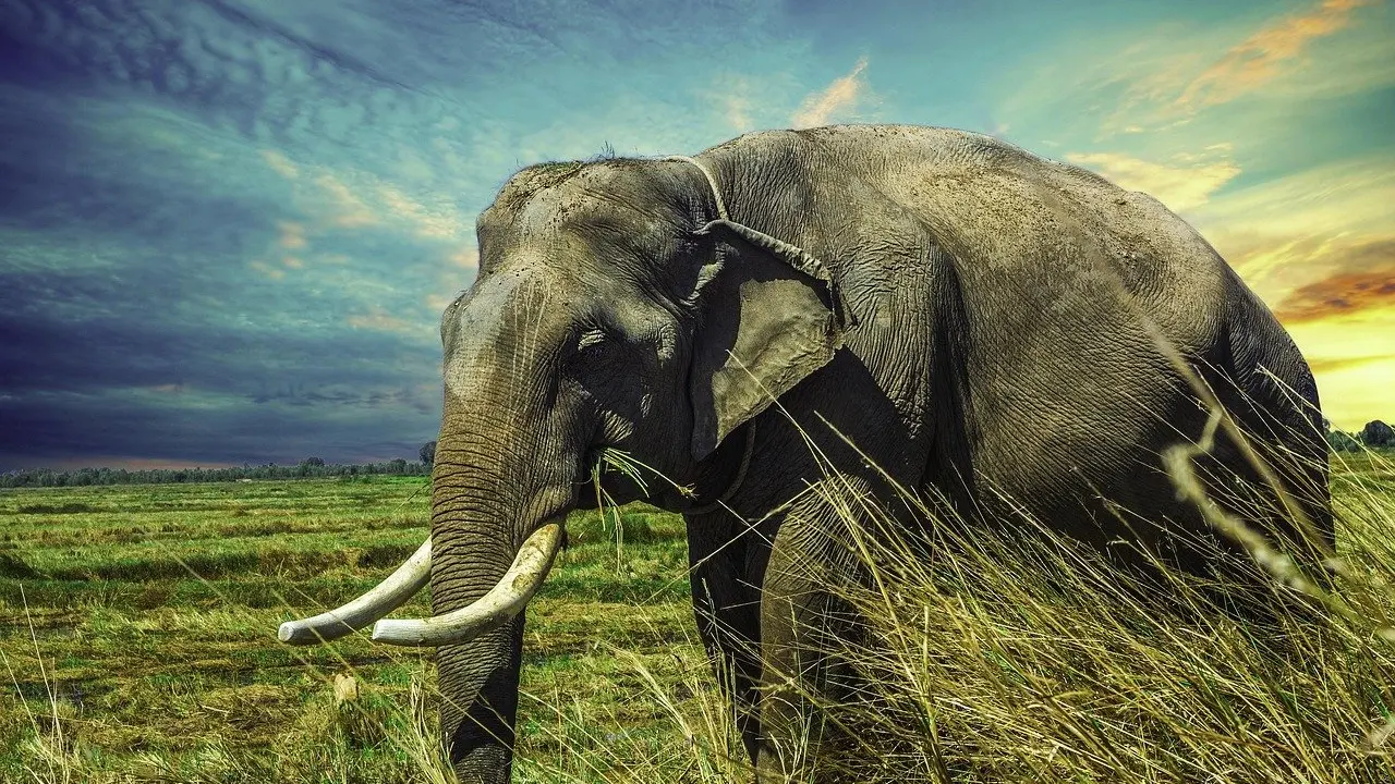 Why Elephants Rarely Get Cancer: The p53 Gene Story