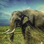 Why Elephants Rarely Get Cancer: The p53 Gene Story