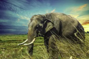 why elephants rarely get cancer