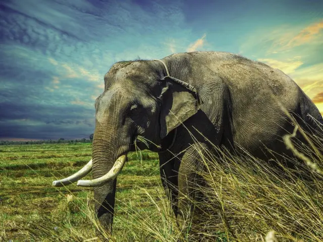 Why Elephants Rarely Get Cancer: The p53 Gene Story